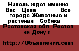 Николь ждет именно Вас › Цена ­ 25 000 - Все города Животные и растения » Собаки   . Ростовская обл.,Ростов-на-Дону г.